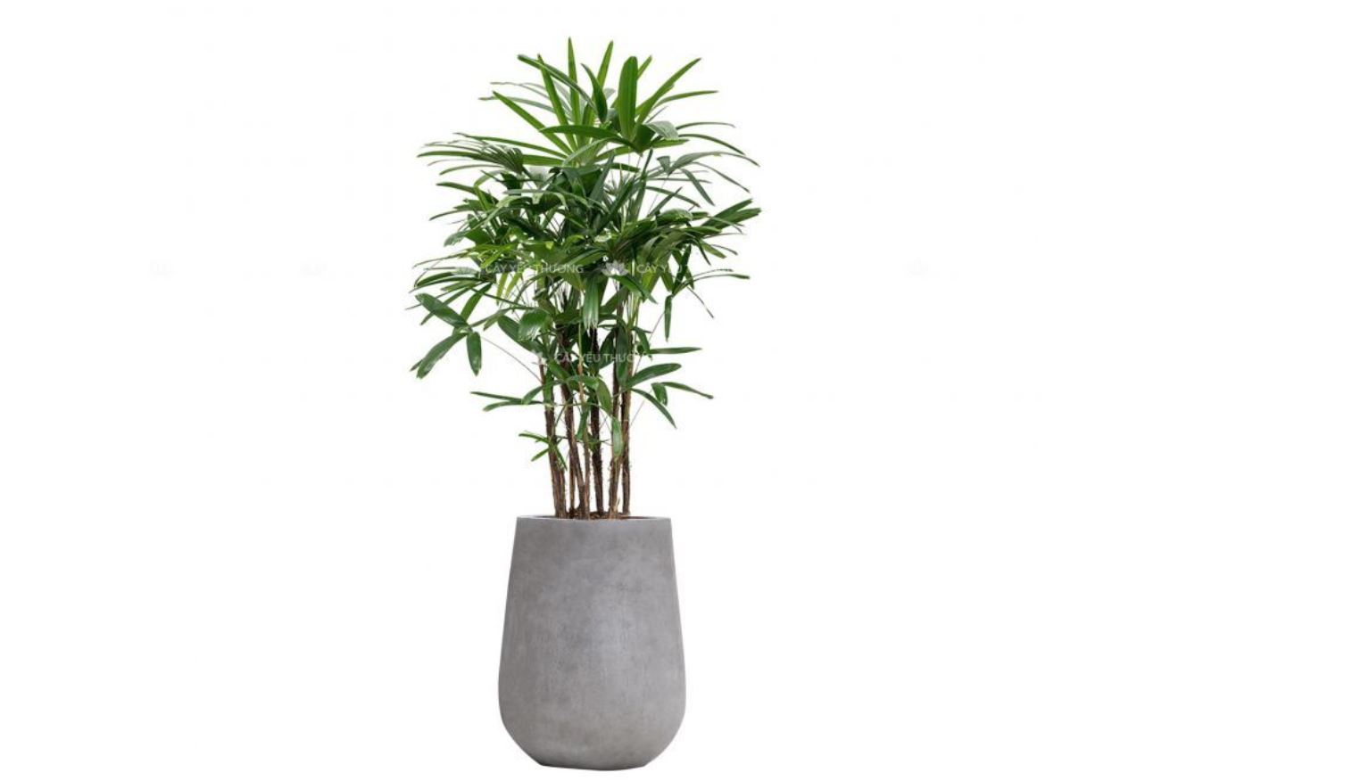 Cây Trúc Mây hợp mệnh gì